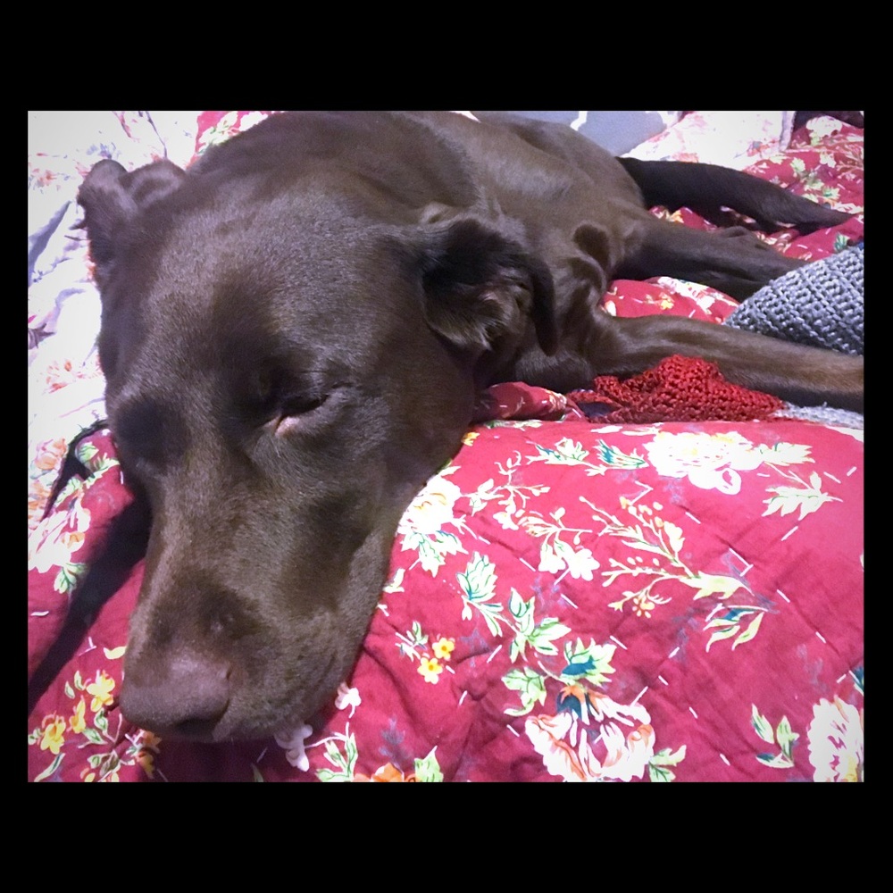 Meet your Posher, Shasta